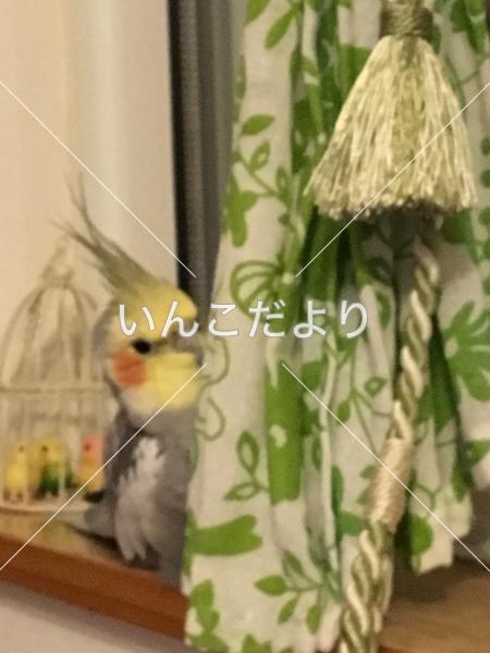 迷い鳥の写真