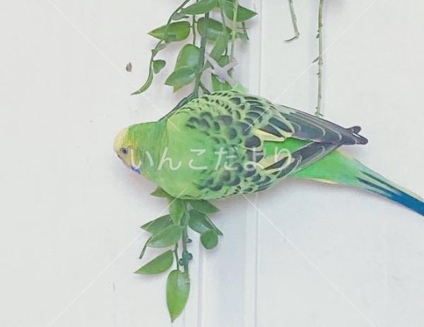 迷い鳥の写真