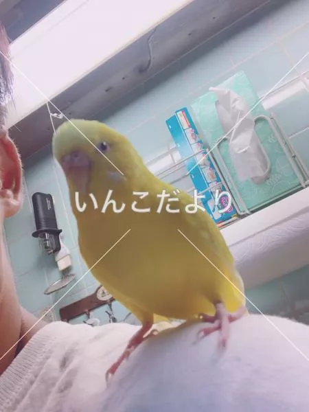 迷い鳥の写真