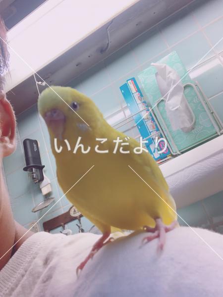 迷い鳥の写真