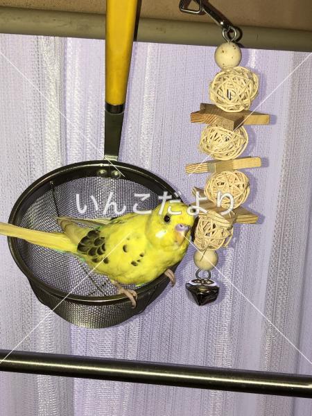 迷い鳥の写真