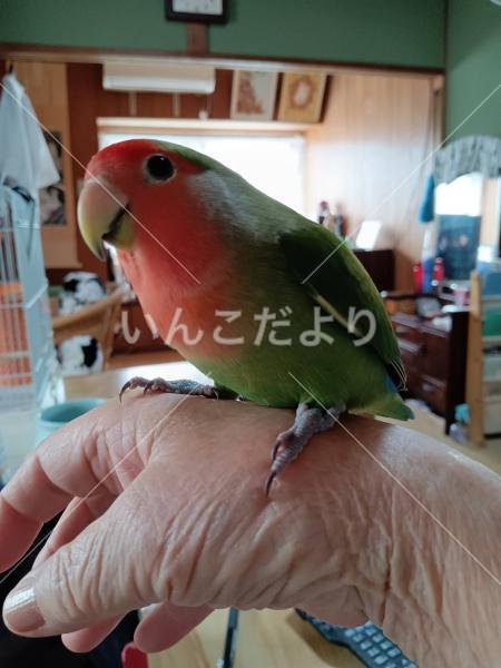 迷い鳥の写真