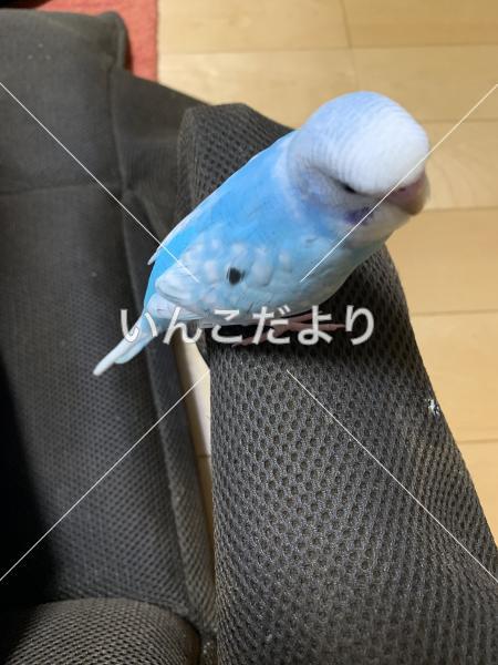 保護鳥の写真