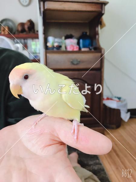 迷い鳥の写真