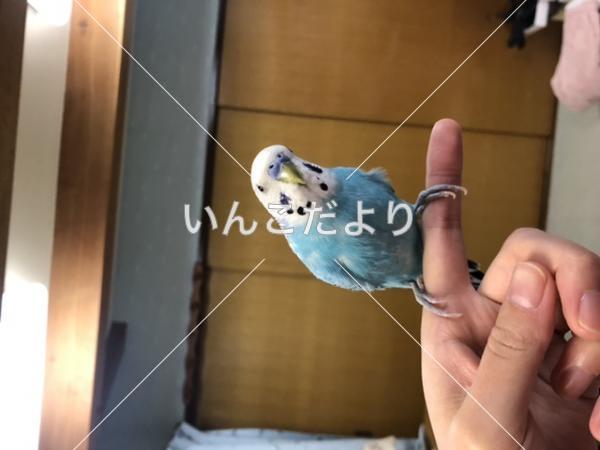 迷い鳥の写真