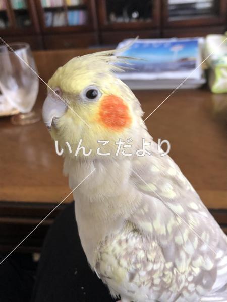 迷い鳥の写真