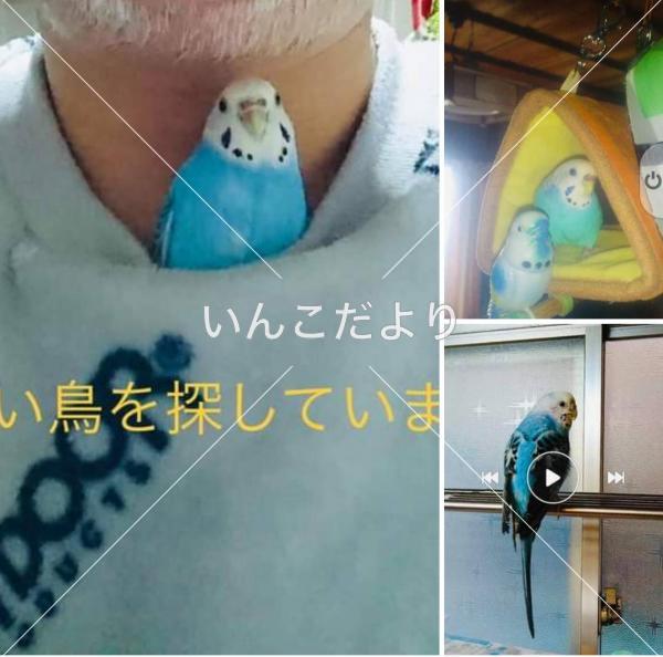 迷い鳥の写真