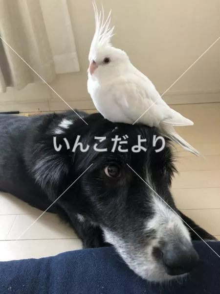 迷い鳥の写真
