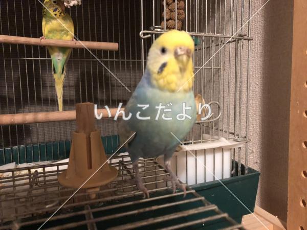 迷い鳥の写真