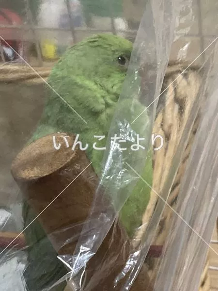 保護鳥の写真