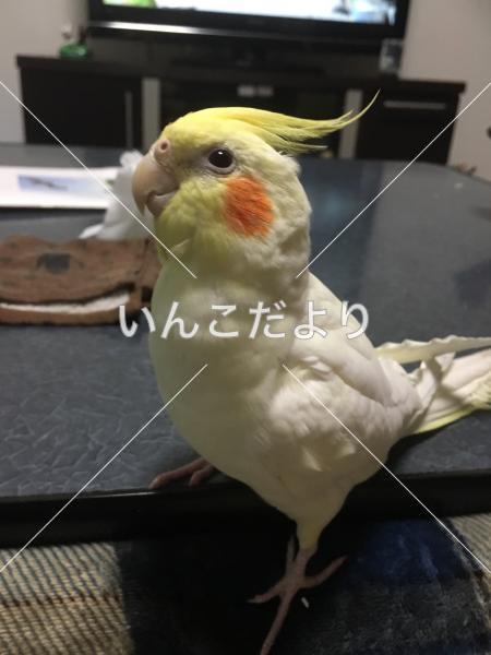 迷い鳥の写真