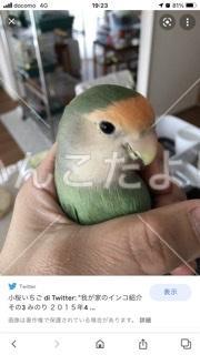 迷い鳥の写真