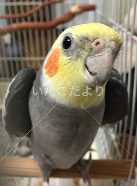 迷い鳥の写真