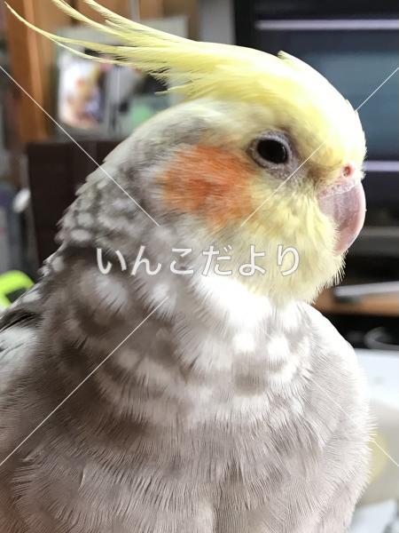 迷い鳥の写真