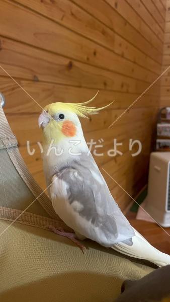 迷い鳥の写真