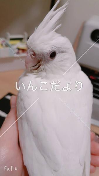 迷い鳥の写真