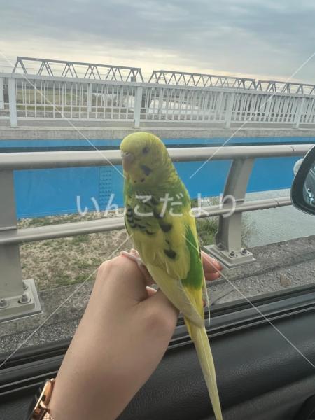 迷い鳥の写真