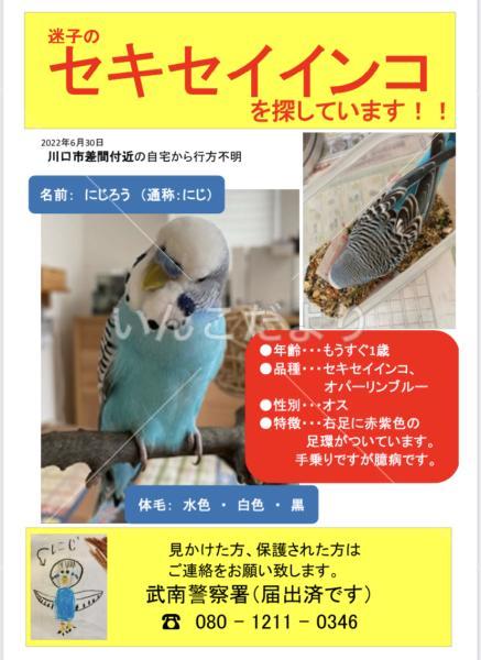 迷い鳥の写真