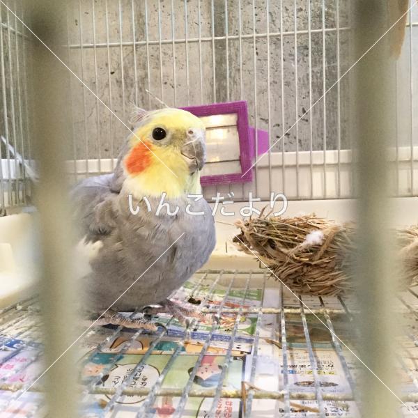 迷い鳥の写真