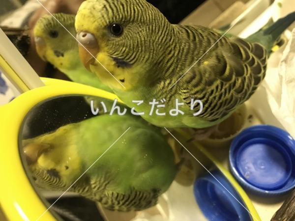 迷い鳥の写真