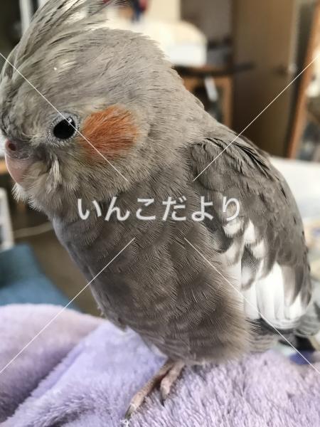 迷い鳥の写真