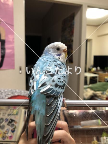 迷い鳥の写真