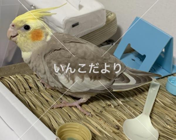 迷い鳥の写真