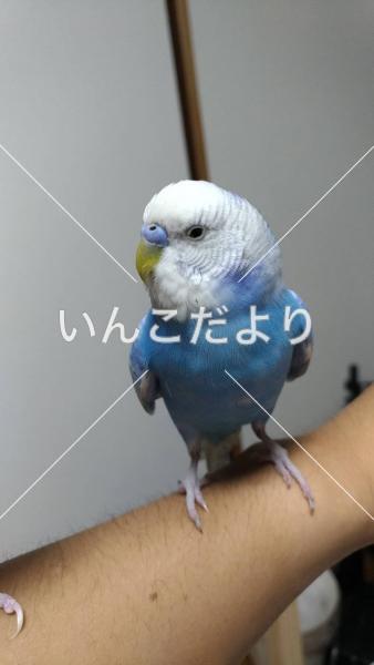保護鳥の写真