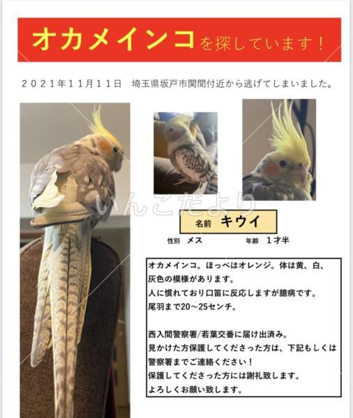 迷い鳥の写真