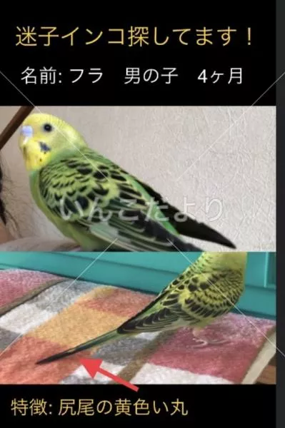 迷い鳥の写真