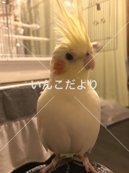 迷い鳥の写真