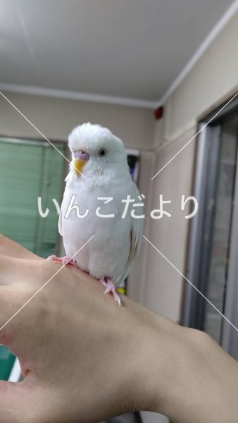 保護鳥の写真