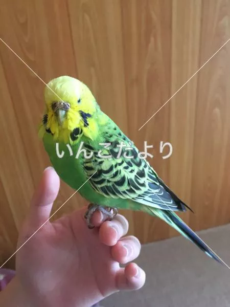 保護鳥の写真