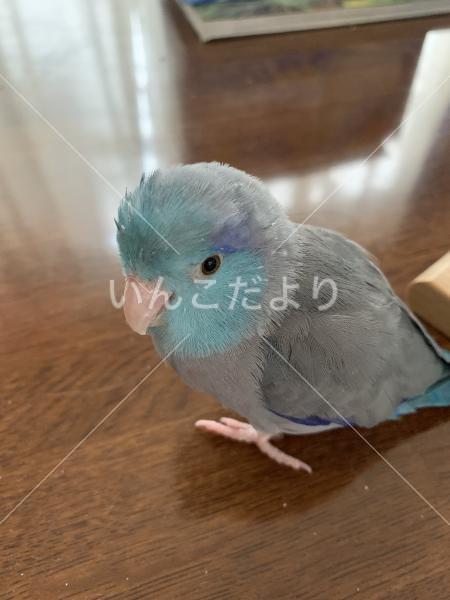 迷い鳥の写真