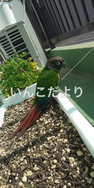 保護鳥の写真
