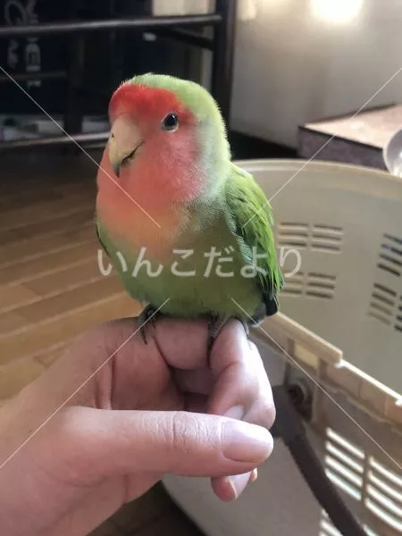 保護鳥の写真