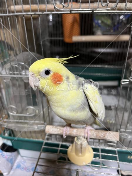 迷い鳥の写真