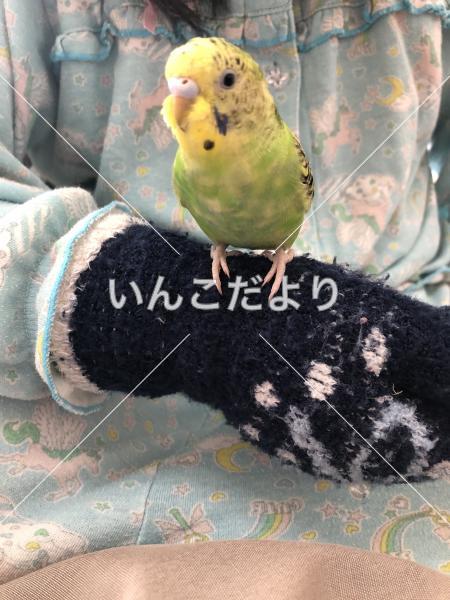 迷い鳥の写真