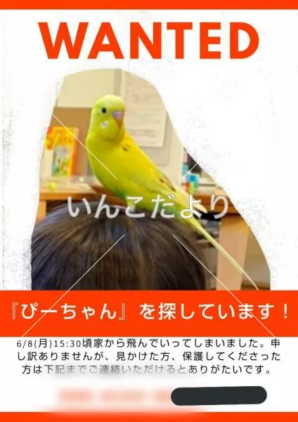 迷い鳥の写真