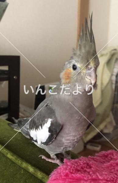 迷い鳥の写真