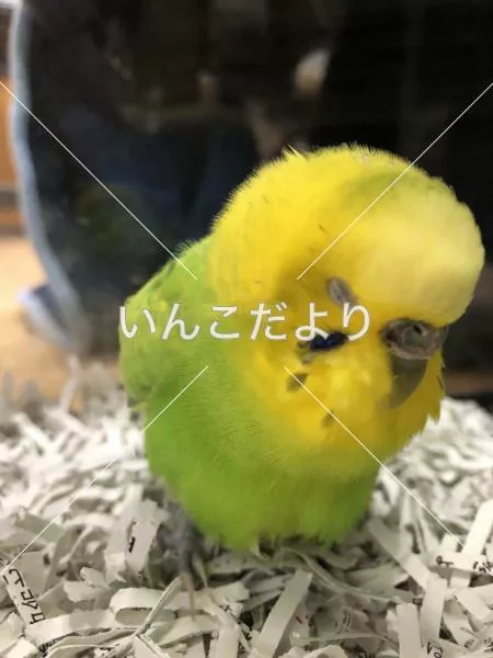 保護鳥の写真