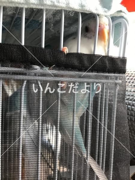 迷い鳥の写真