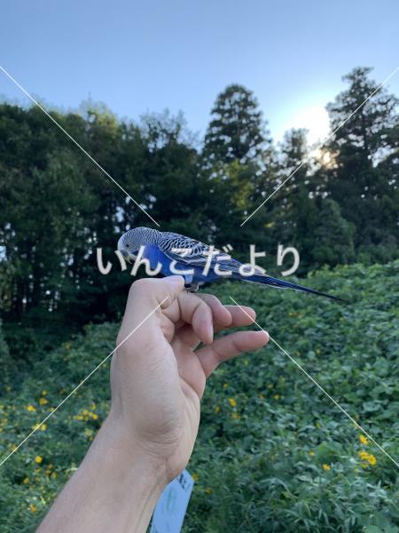 保護鳥の写真