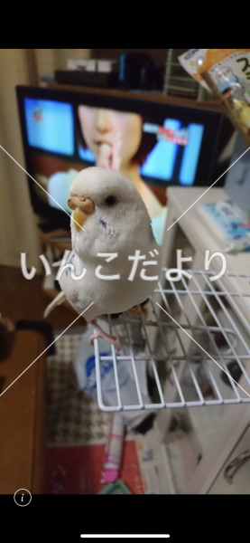 迷い鳥の写真