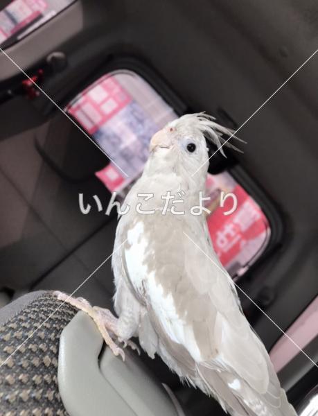 迷い鳥の写真