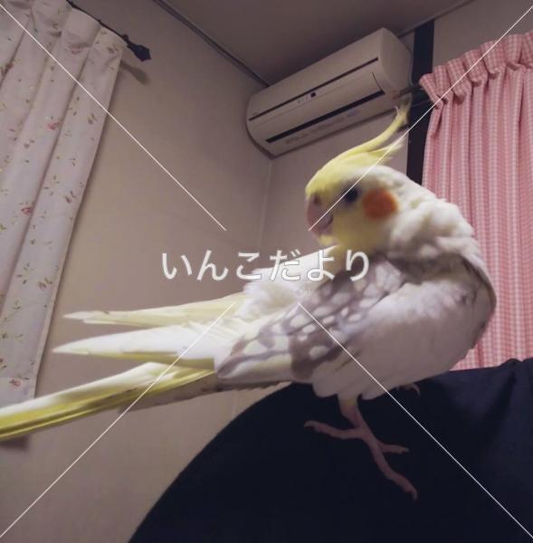迷い鳥の写真