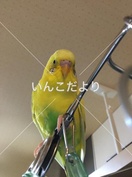 迷い鳥の写真