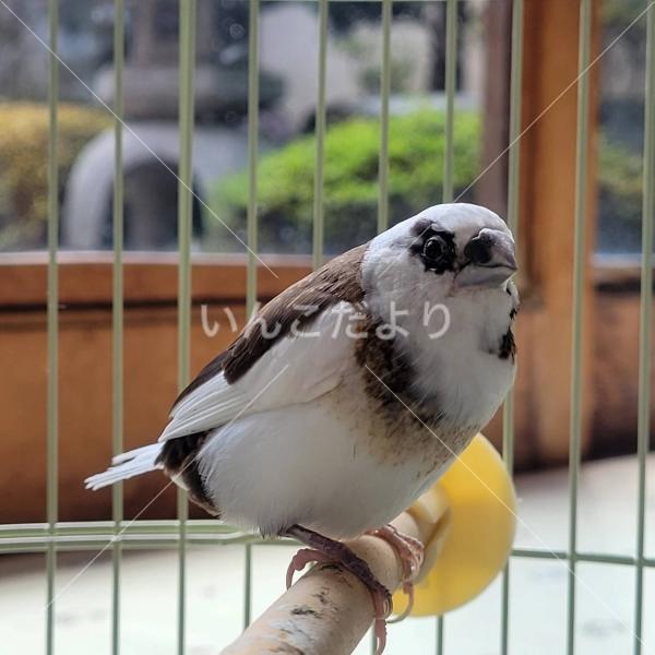 保護鳥の写真