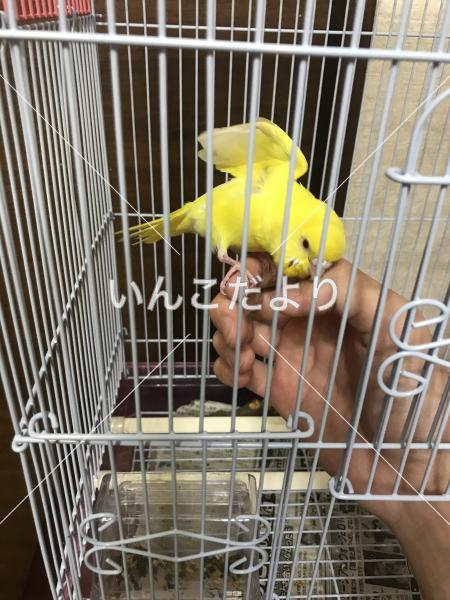 迷い鳥の写真