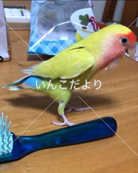迷い鳥の写真